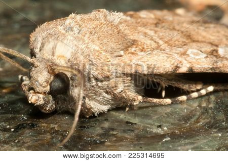 Night Insect Brown Moth Close Up Picture