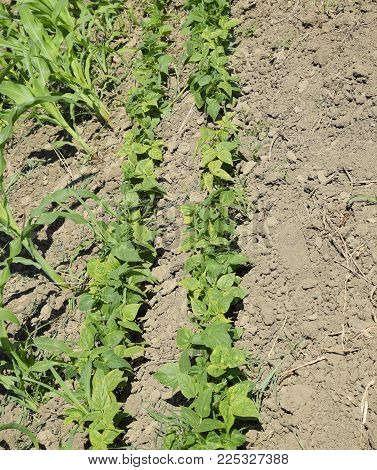 A row with young beans. Vegetables in the garden