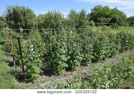beds raspberries. The stems of raspberries on a trellis Squirting. Growing raspberries in the garden.