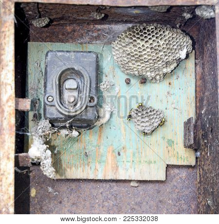 Nest of wasps in the old electrical switchboard. Wasp polist