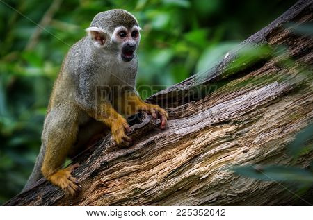 Wildlife animal common squirrel monkey (Saimiri sciureus)