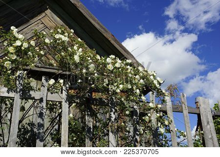 A Bush Blossoms A White Dog-rose Near A Fence In The Country