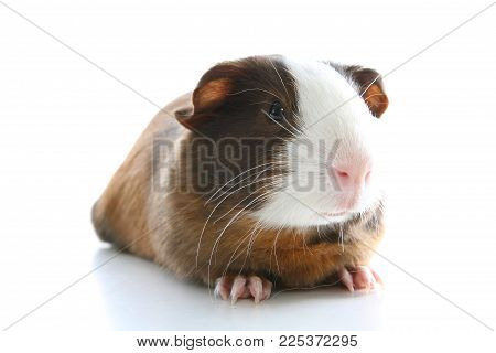Guinea pig on studio white background. Isolated white pet photo. Sheltie peruvian pigs with symmetric pattern. Domestic Cavia porcellus or cavy.