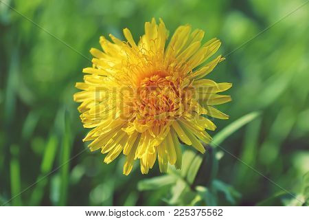 Beautiful Blossoming Yellow Dandelion Flower In Summer Close-up
