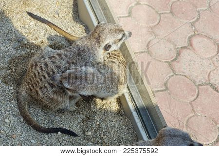 Funny Fluffy Two Spotted Mongooses On The Ground