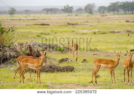 Several impalas grazing in the savannah grassland of Amboseli Park in Kenya