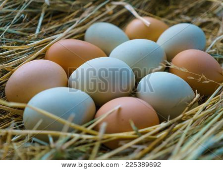 Fresh rustic white-blue and brown chicken eggs of Araucan chickens.