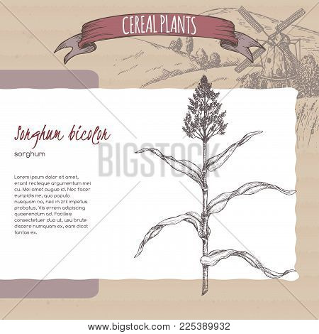 Sorghum bicolor sketch with field landscape. Cereal plants collection. Great for bakery, agriculture, farming design.