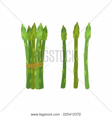 Green Asparagus, Butch Of Ripe Asparagus Sprout. Vegetarian Nutrition. Made In Cartoon Flat Style. V
