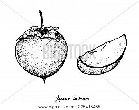 Tropical Fruit, Illustration Of Hand Drawn Sketch Ripe And Sweet Kaki Or Japanese Persimmon Isolated