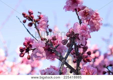 Spring Blossom Cherry Tree Branches, Chinese, Japanese Pink Flowers On Blue Sky Background.