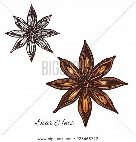 Star Anise Sketch Of Badian Spice Cooking Ingredient. Anise Fruit With Seed Isolated Icon For Food S