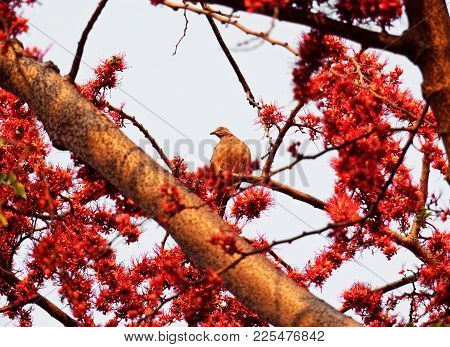 Spotted Dove On Branch Of Monkey Flower Tree Isolated On Sky