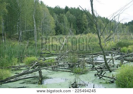 Impenetrable Swamp In The Siberia Noon  Swampy