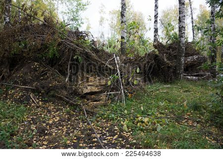 A Strong Wind Knocked Down A Tree