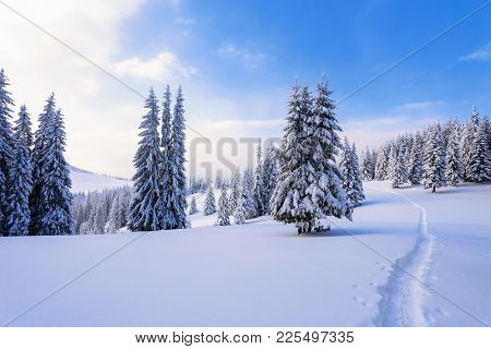 On A Frosty Beautiful Day Among High Mountains Are Magical Trees Covered With White Fluffy Snow Agai