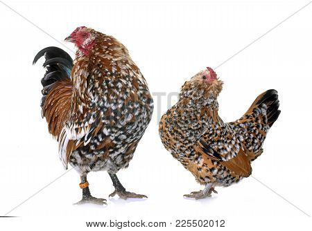 Barbu D'anvers Chicken And Rooster