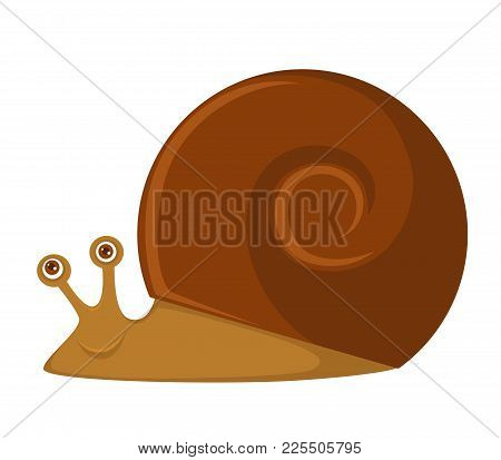 Snail With Big Brown Round Shell And Friendly Face. Unusual Exotic Pet That Has Eyes On Two Small Ho
