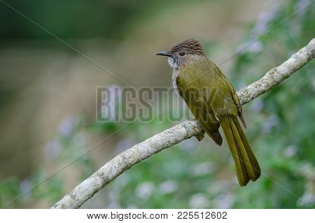 Mountain Bulbul ( Ixos Mcclellandii ) In Nature