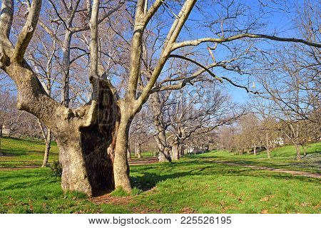 Alley With Age-old Plane Trees In The Public Park - Borghese Garden At Pincian Hill In Rome, Italy