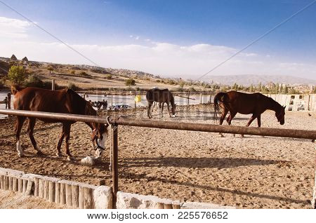 Güzel Atlar Ülkesi (beautiful Horses Country) Göreme