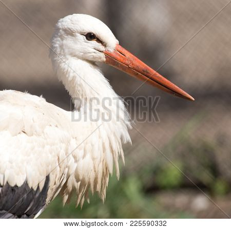 Stork In Nature In Zoo . In The Park In Nature