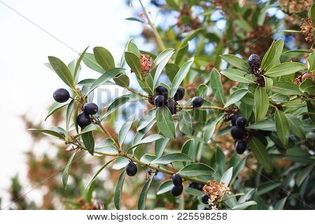 Branches Of Old Millenary Olive Tree, Cloudy