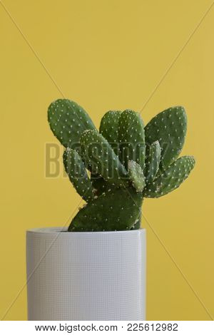 A Potted Beavertail Pricklypear Cactus Plant In A White Pot Against A Yellow Blue Background.