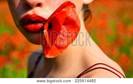 Poppy, Remembrance Day, Anzac Day. Beauty, Summer, Spring, Poppy. Opium Poppy, Cosmetics, Ecology, S