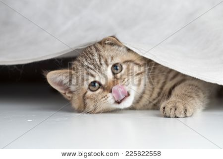 Teenage pussy lickers Teenage pussy lickers