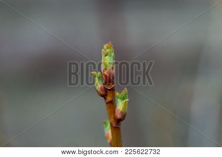 Josta Young Shoots On A Branch. Blossoming Buds In Early Spring. The First Leaves On Berry Bushes.