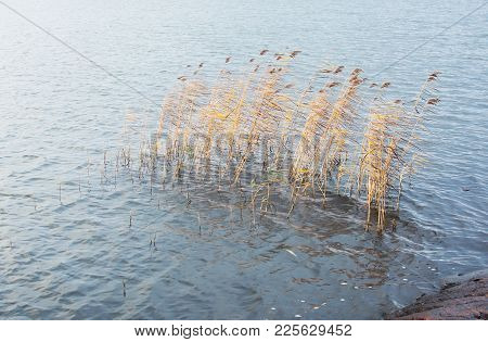 Yellow Reeds In October Lake, Malaren, Stockholm, Sweden.