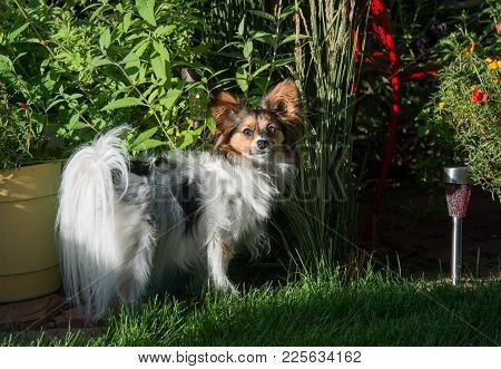 Papillon Dog Is A Small Intelligent Toy Dog Spaniel Breed Known For The Long Hair On Their Ears Or B