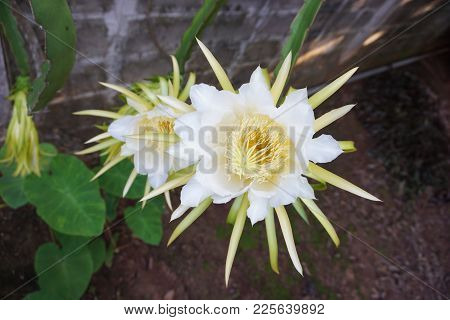 Close Up White Dargon Fruit Flower On Wall