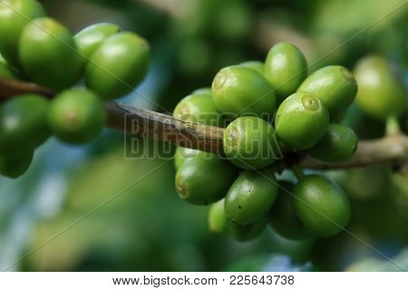 Close Up Of Green Coffee Beans On A Branch Of Arabica Coffee Tree, With Unripe Fruits ,thailand