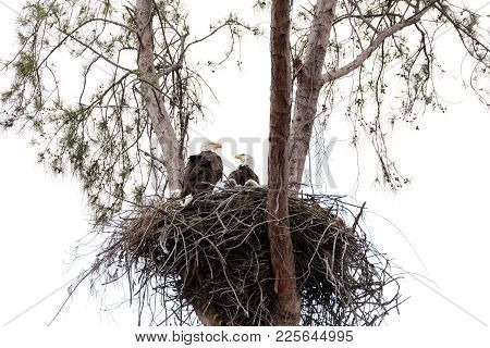 Family Of Two Bald Eagle Haliaeetus Leucocephalus Parents With Their Nest Of Chicks