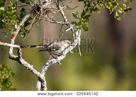Common Mockingbird Mimus Polyglottos