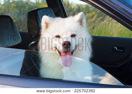 White Dog Samoyed Sitting In The Car And Looking Out The Window