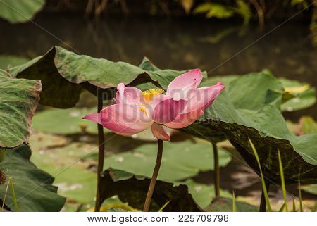 A View Of A Pink Lotus, An Aquatic Plant With Large, Showy Fower. An Scientists Call It Nelumbo Nuci