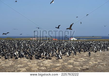Large Colony Of Imperial Shag (phalacrocorax Atriceps Albiventer) On Bleaker Island On The Falkland 