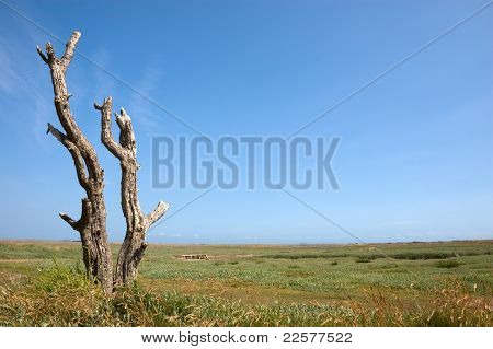 Mrtvý strom na solných bažin