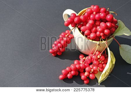 Branches Of Red Schizandra And Leaves In The Cup On The Dark Background. Crop Of Schizandra