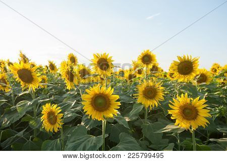 Sunflowers In The Fields During Sunset In Thailand