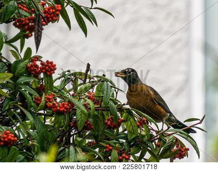 American Robin Perched On A Bush Branch Against Bright Background
