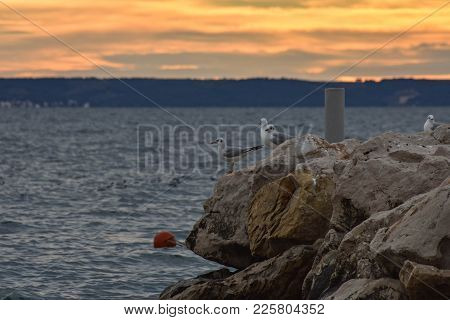 Young Seagull (chroicocephalus Ridibundus) Standing On Rock  In Sea With Blurry Pink Background On W