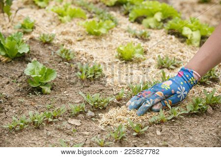 Gardener Spreading A Straw Mulch Around Planted Seedlings To Fertilize And Protect It From The Droug