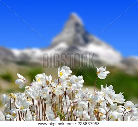 Wildflower on mountain meadow in the background mount Matterhorn. Pennine Alps,Switzerland.