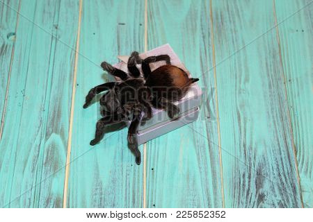 Spider Tarantula Brachypelma Vagans