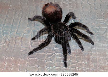 Spider Tarantula Brachypelma Vagans