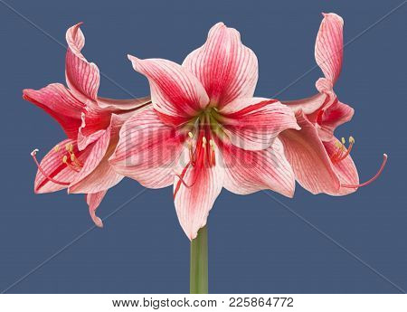 Hippeastrum Amaryllis Gervase Large Flowering Isolated On The Blue Background